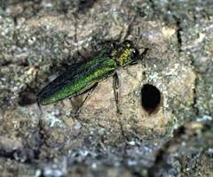 Emerald Ash Borer