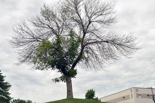save populations of Ash trees