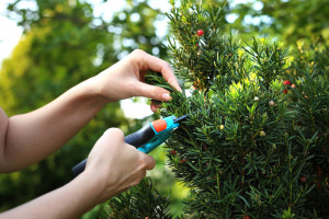 Early Spring Pruning for Evergreens: