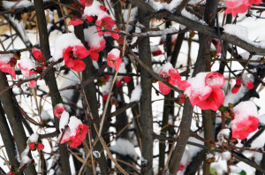 Effects of a Late Freeze on Blooming Shrubs & Trees You Might Not Know