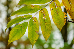 sick green leaf of a tree close up