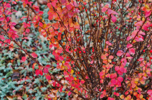 Vivid red and pink leaves of autumn berberry bush