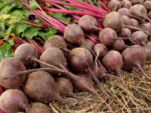 back yard vegetable garden 