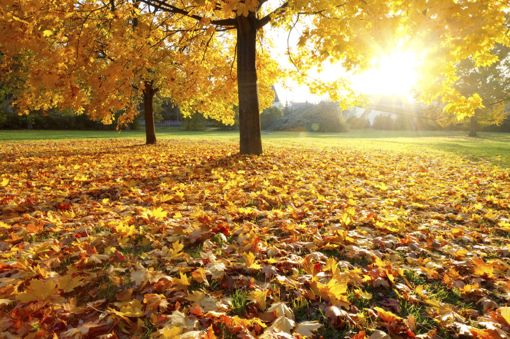 Check Out Our 10 Autumn Landscape Maintenance Tips