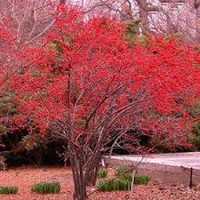 winter interest plants