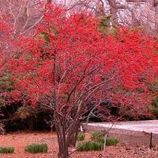 winter interest plants