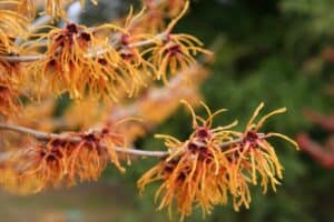 Witchhazel