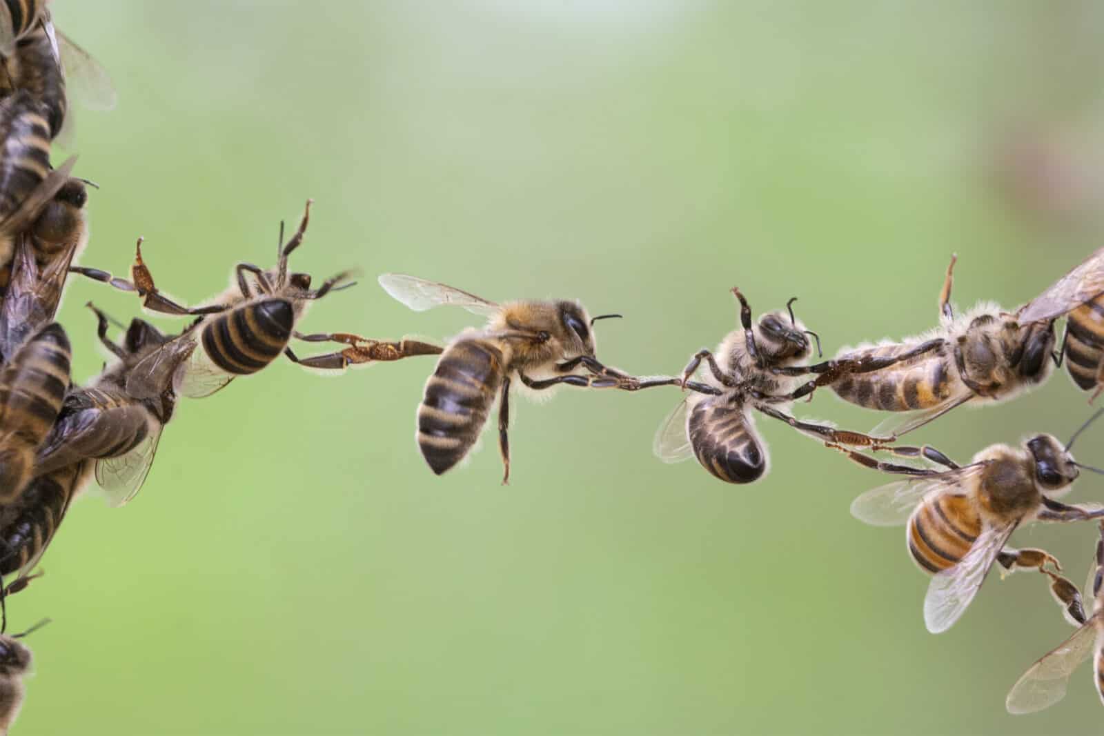 Many rely on bees to spread their pollen