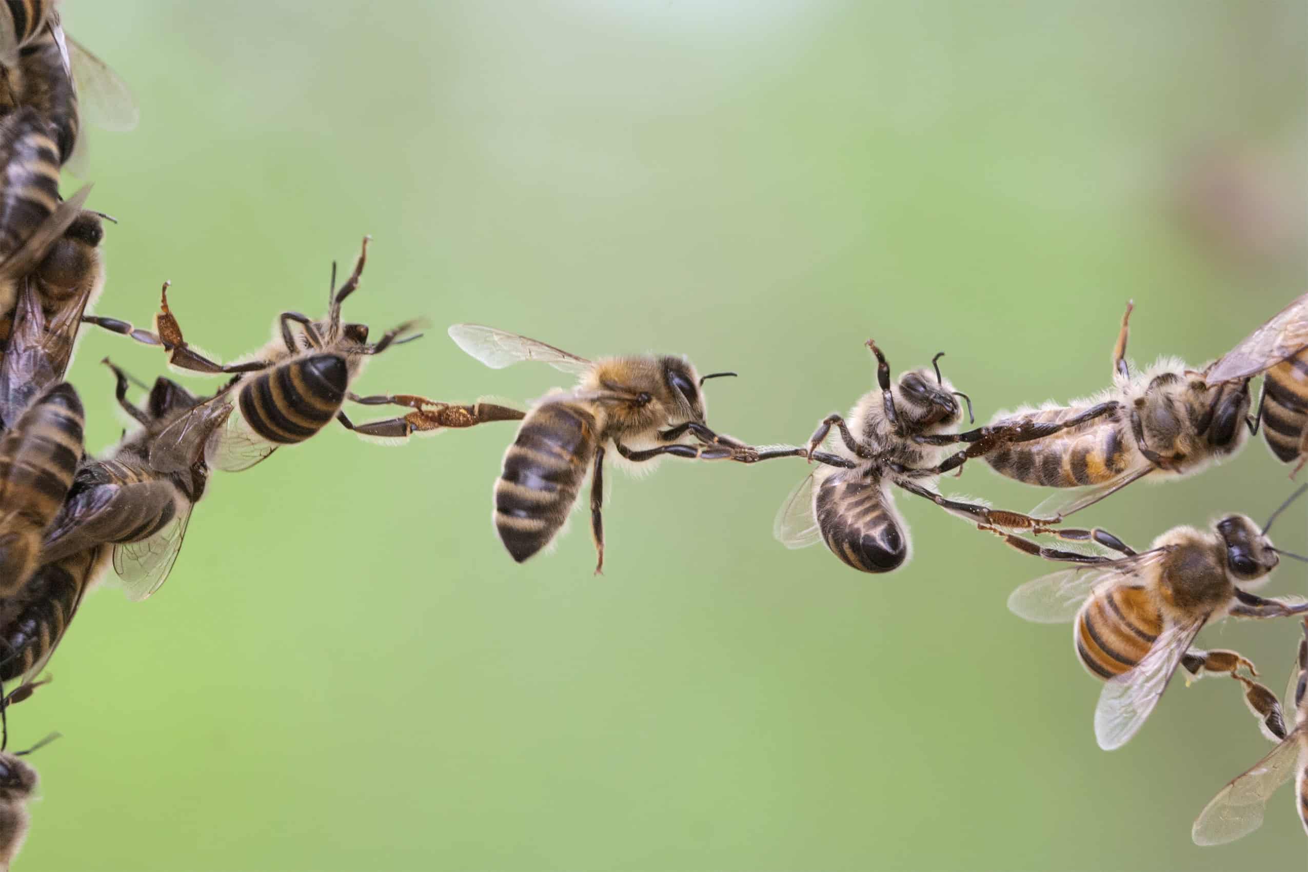Many rely on bees to spread their pollen