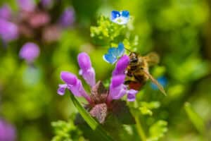 The main purpose of bees is to collect pollen