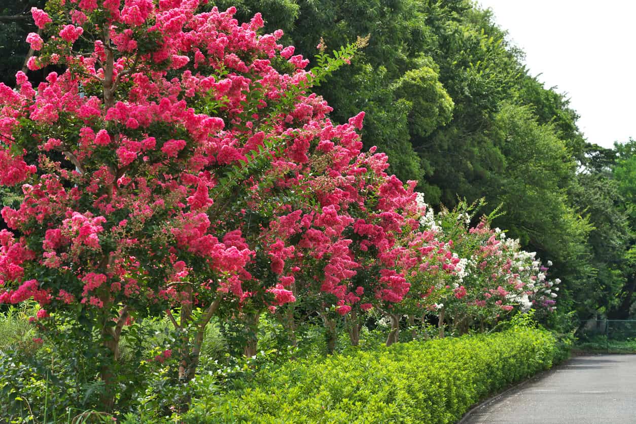 How to Have Success With Crapemyrtles in Your Landscaping