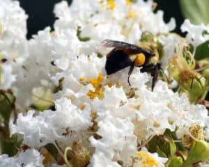 How to Have Success With Crapemyrtles in Your Landscaping