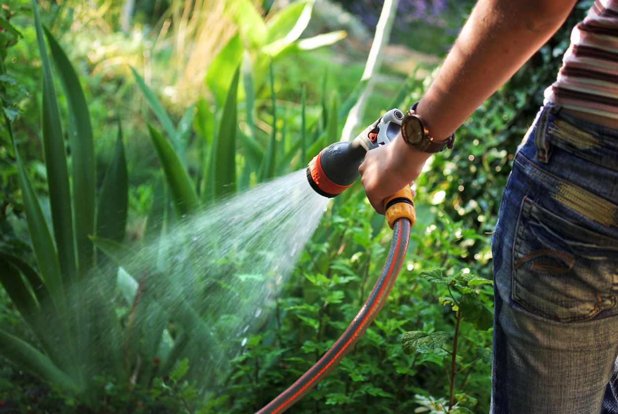 Summer Watering Guide for Your Garden