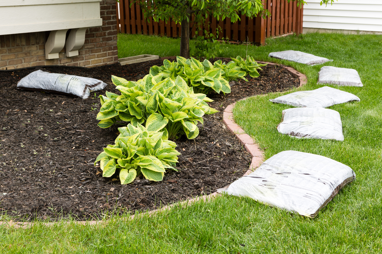 Mulch is an excellent way to keep new plantings healthy