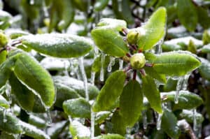 Winter can be harsh on trees and shrubs that do not drop their leaves