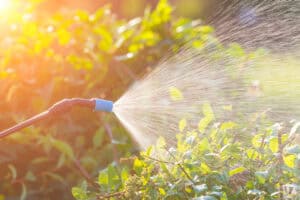 spraying broadleaf with anti-desiccant