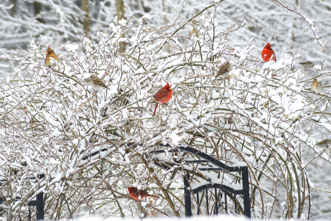 Winter Landscape and Gardening Tips