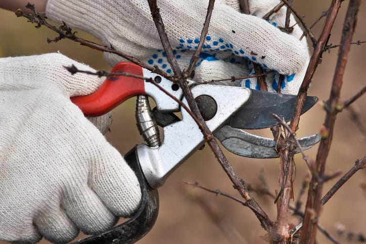 rejuvenative pruning