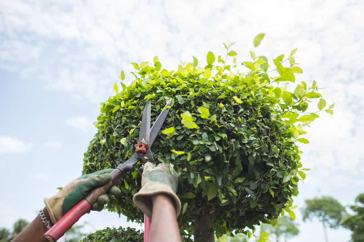 Spring Pruning Tips to Keep Your Landscaping Looking Fresh