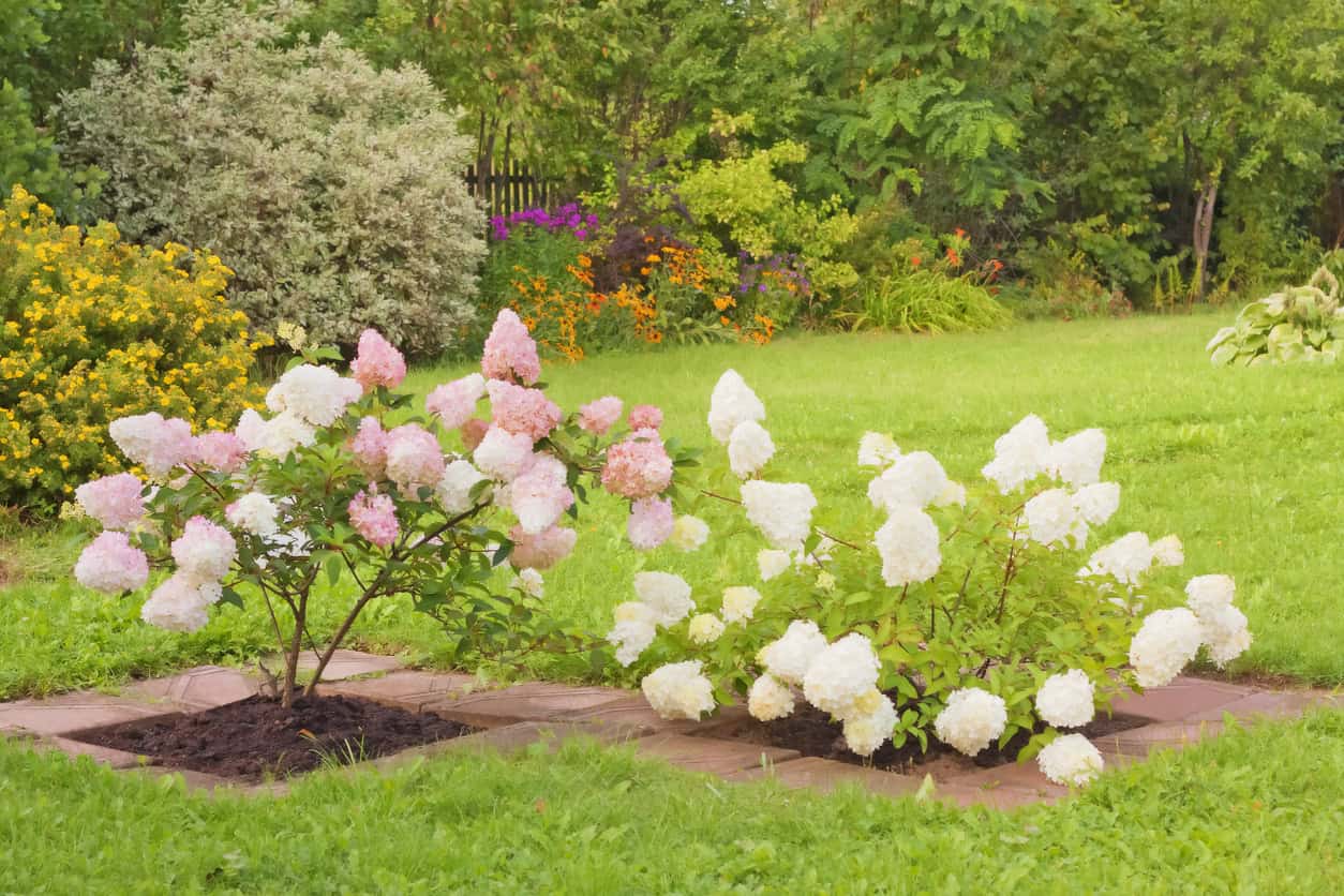 The Best Summer Blooming Shrubs to Add Color to Your Landscaping