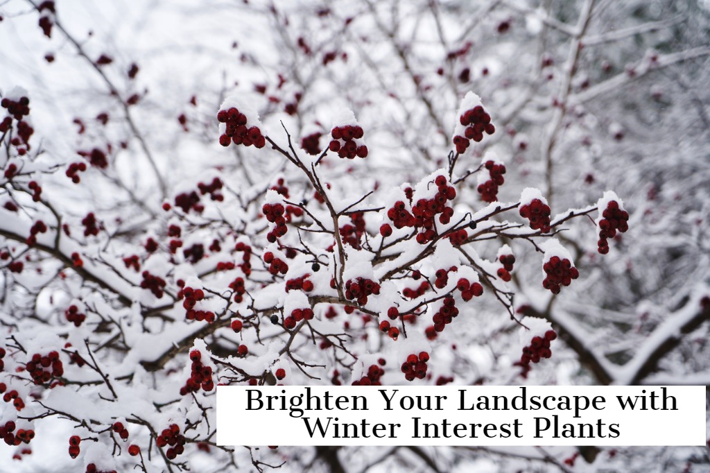 Brighten Your Landscape with Winter Interest Plants