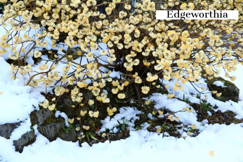 A shrub with clusters of small yellow flowers blooms above a snowy ground in Delaware County, PA. A label with the text "Edgeworthia" is in the top right corner. Rocks are partially visible beneath the snow, beautifully enhancing this outdoor living space.
