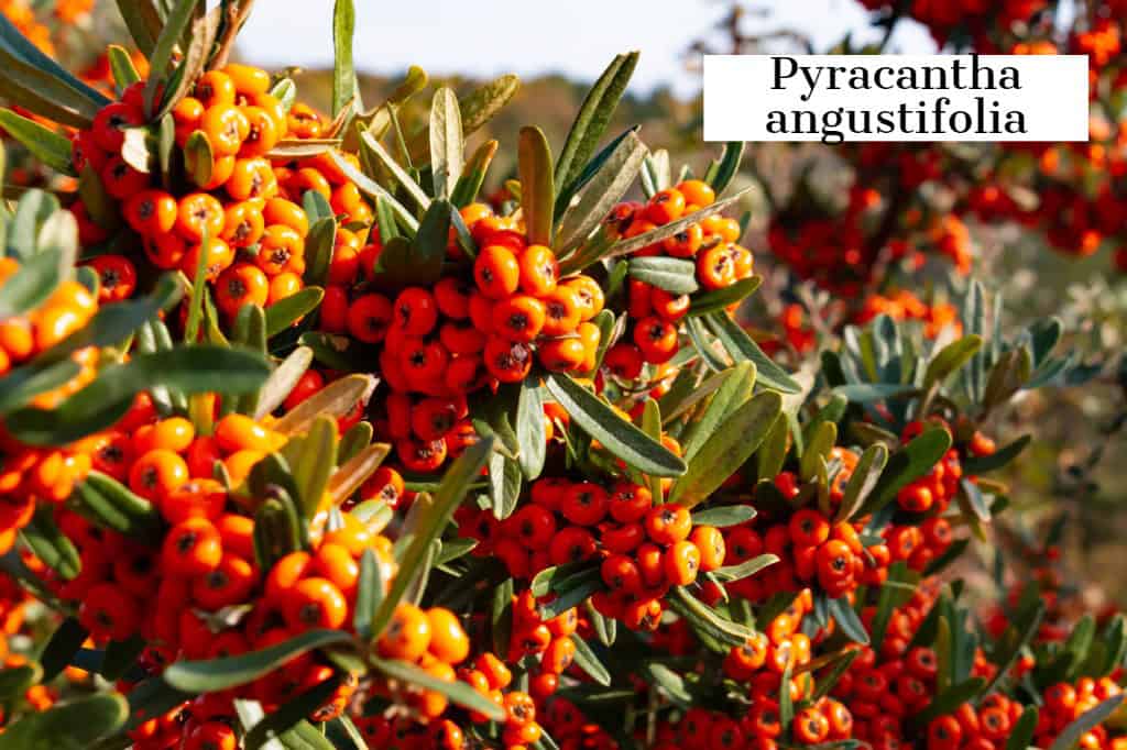 Close-up of Pyracantha angustifolia, or firethorn, with clusters of bright orange berries amid green leaves. The background showcases more branches against a clear sky, perfect for enhancing outdoor living spaces in Delaware County, PA.