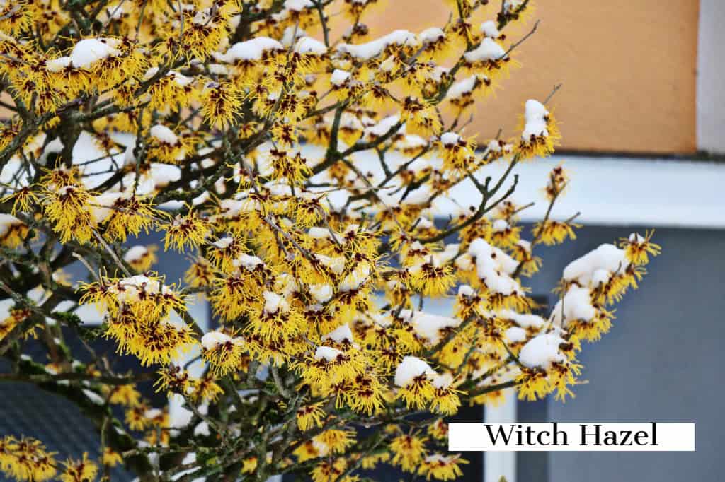 Yellow witch hazel blossoms with snow-dusted branches provide a serene contrast against a peach-colored wall and gray backdrop. Perfect inspiration for outdoor living in Delaware County, PA. Text at the bottom right reads "Witch Hazel.
