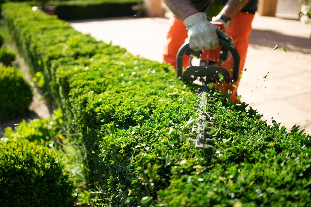 A person wearing gloves trims a green hedge with an electric hedge trimmer in a garden, with cut leaves flying in the air.